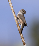 Rock Wren 4814
